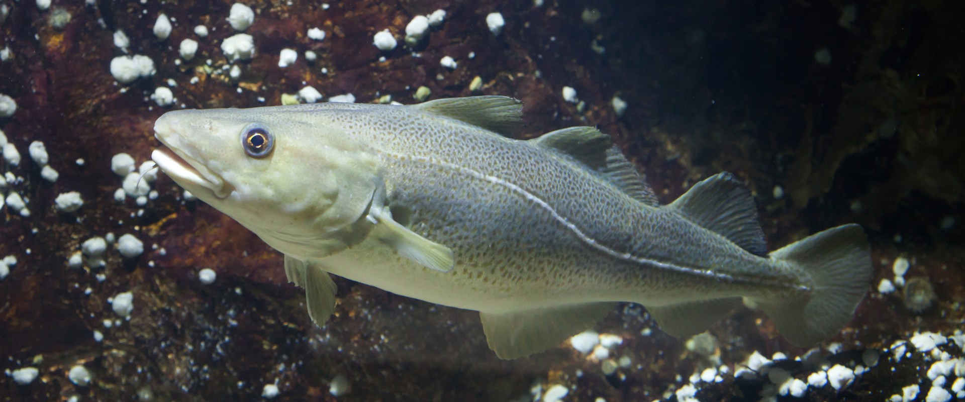 Cod The Cornerstone of Marine Ecosystems